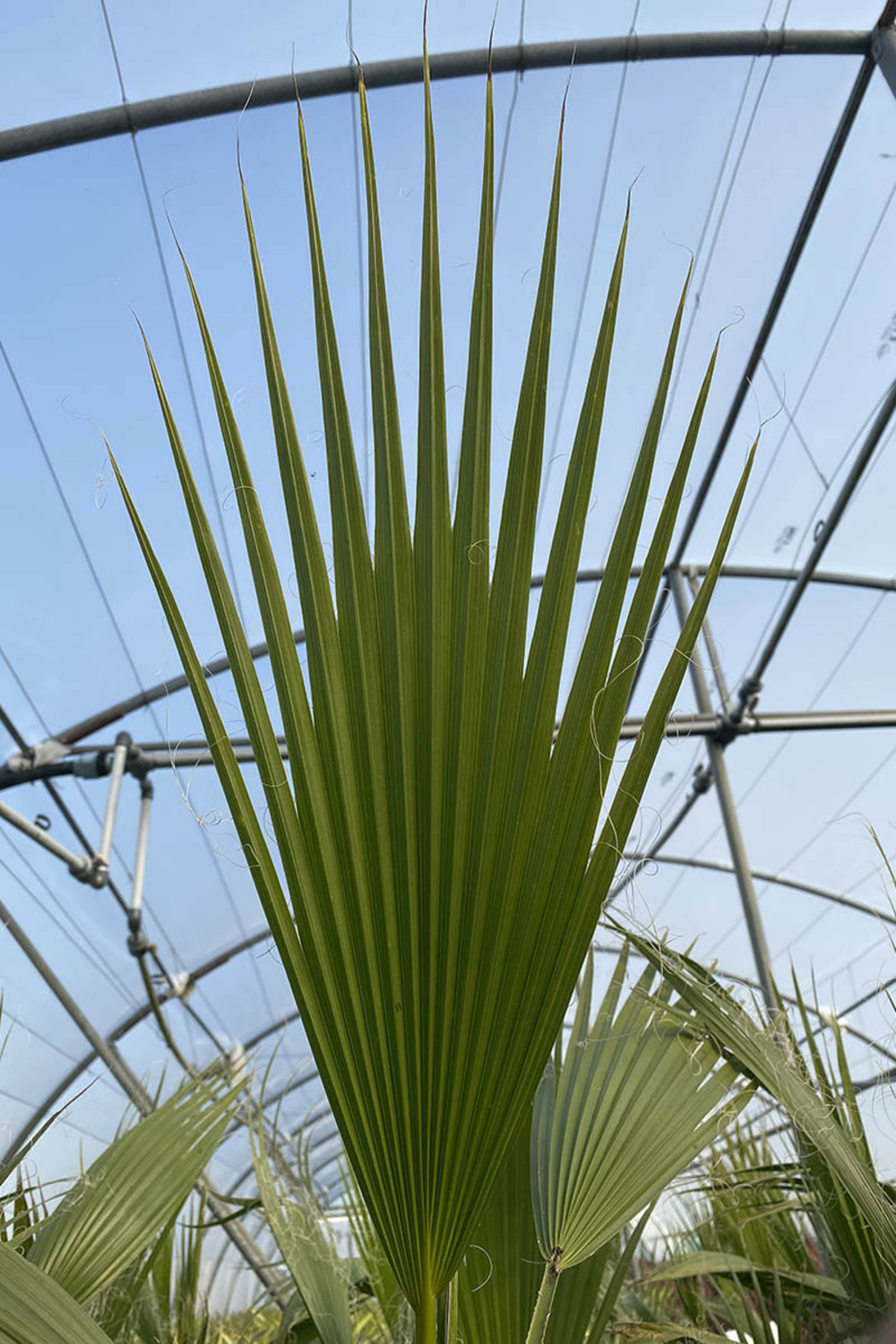 WASHINGTONIA robusta (Palmier du Mexique)