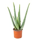 Aloe vera - plante succulente - plante d'intérieur - entretien facile - ⌀10,5 cm - ↕30-35 cm