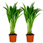 2x dypsis lutescens -  palmier dorés - plante d'intérieur - entretien facile – ⌀10,5 cm - ↕25-30 cm