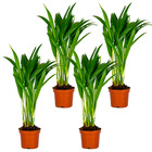 4x dypsis lutescens -  palmier dorés - plante d'intérieur - entretien facile – ⌀10,5 cm - ↕25-30 cm