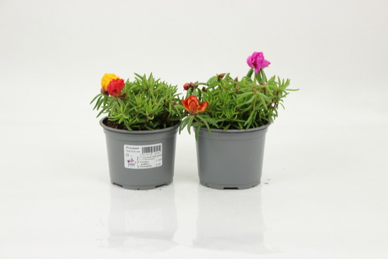 Pourpier pot 10,5 cm