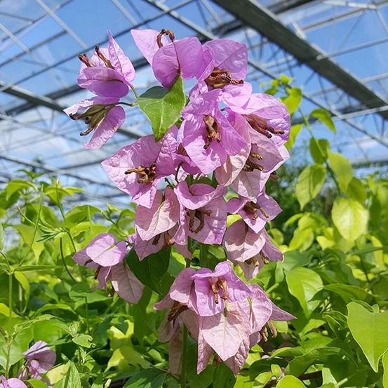 Bougainvillier 'violet de mèze' - bougainvillea 3l - 60/90cm
