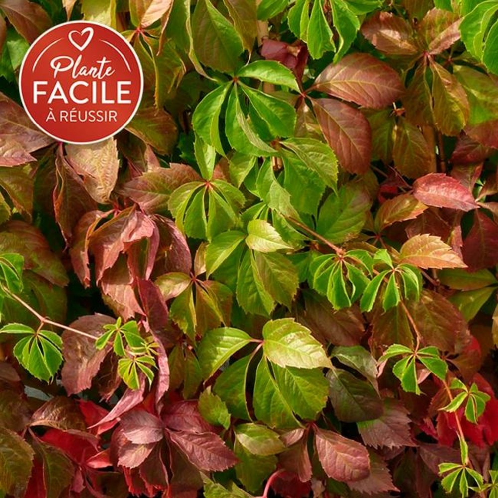 Vigne vierge quinquefolia - parthenocissus 3l - 60/90cm