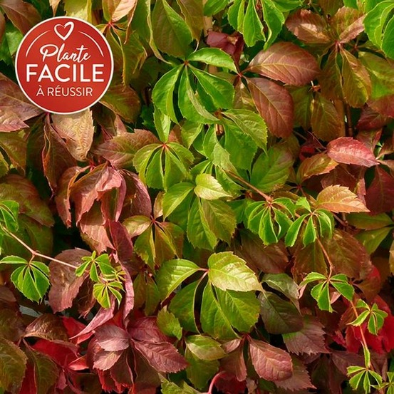 Vigne vierge quinquefolia - parthenocissus 3l - 60/90cm