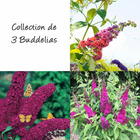 Collection de 3 buddleias, arbres aux papillons ou buddleja davidii