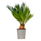 Cycas revoluta - palmier de la paix - palmier - entretien réduit - ⌀12 cm - ↕30-40 cm