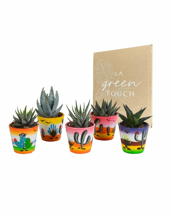 Mix de 5 succulentes et leurs caches-pots h13cm