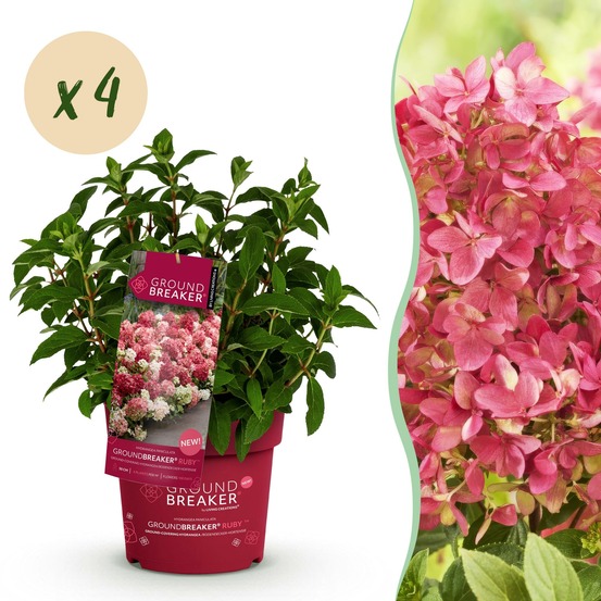 Hortensia groundbreaker ruby - lot de 4 - pot 14 cm - hauteur 20-25 cm