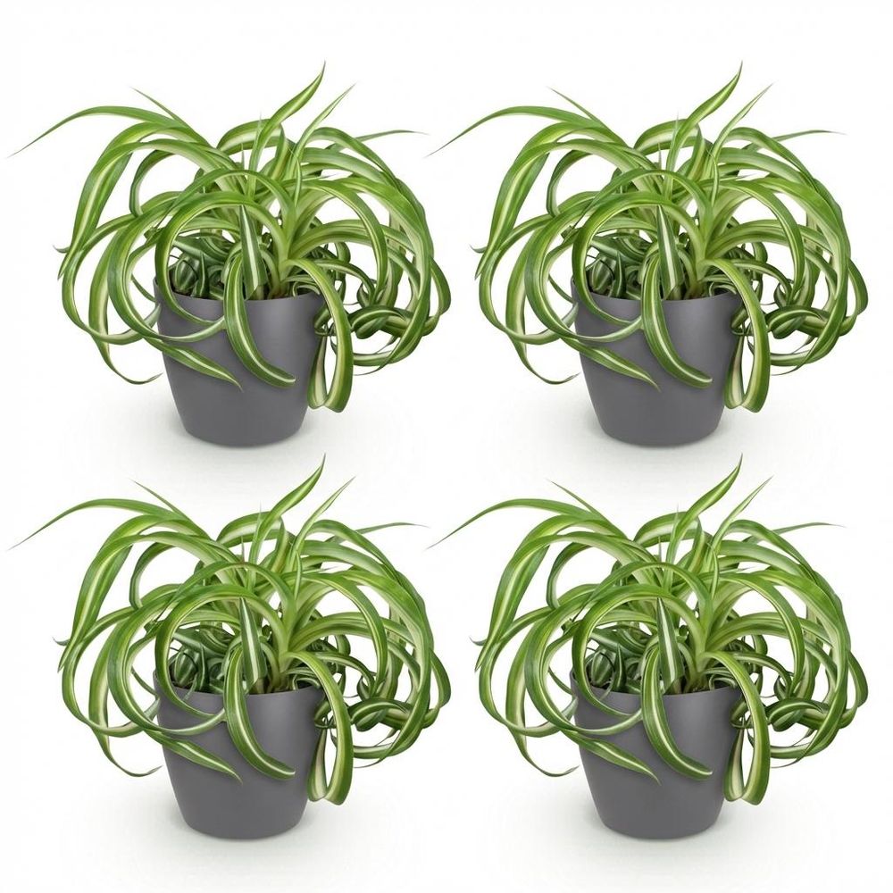 Chlorophytum comosum bonnie - pet-friendly - pot de 12cm - hauteur 20cm