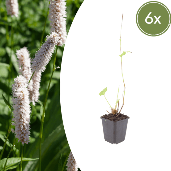 Lot de 12 - renouée bistorte (persicaria bistorta) 'superba'
