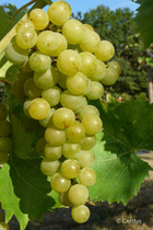 Vigne muscat blanc 'bristaler muscat' - 1,5l