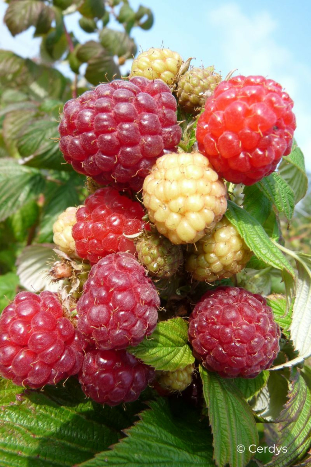 Framboisier 'aroma queen ?' 1,5l Truffaut