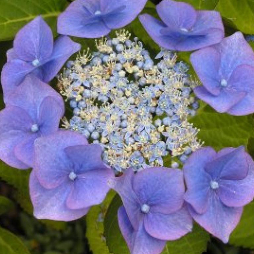 2 x hortensia 'blaumeise' - hydrangea macrophylla 'blaumeise'  - 25-30 cm pot