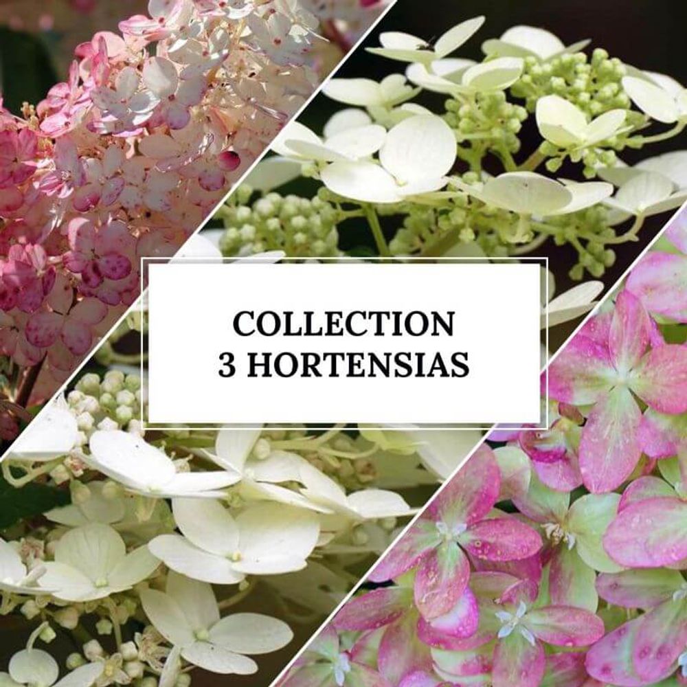 Plants Hortensias Paniculata 3 Variétés Vivaces Rustiques Balcon Jardin Pots Collection Hortensias Paniculata - 3 Plantes Vivaces - Pays-Bas - Pour Jardin Et Balcon Hortensia Artificielle Plants Hortensias Paniculata 3 Variétés Vivaces Rustiques Balcon Jardin Pots Collection Hortensias Paniculata - 3 Plantes Vivaces - Pays-Bas - Pour Jardin Et Balcon Hortensia Artificielle