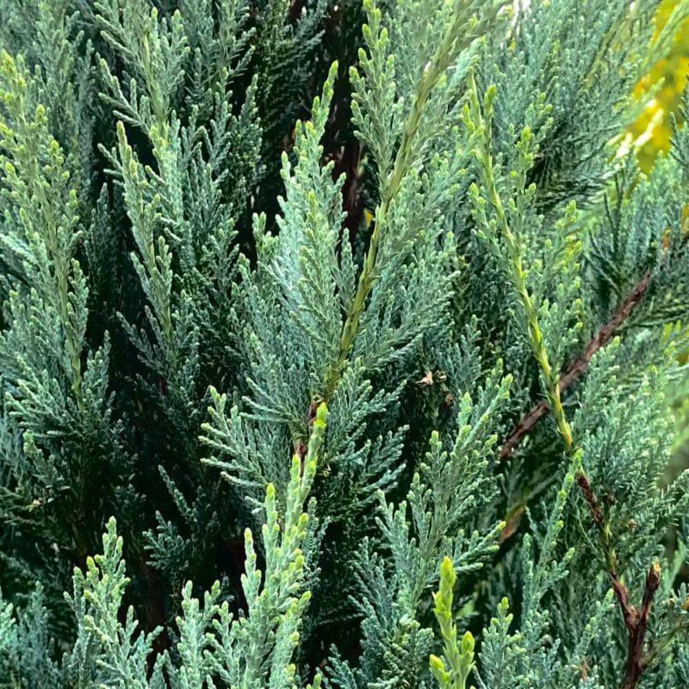 Genévrier de virginie blue arrow - godet 9cm