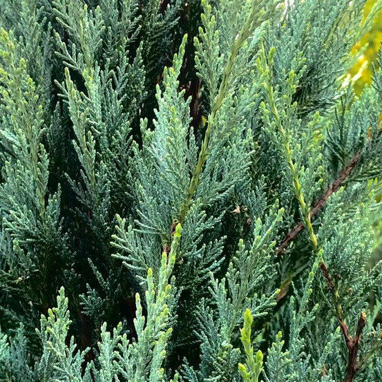 Genévrier de virginie blue arrow - godet 9cm