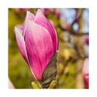 Magnolia à fleurs de lis nigra/magnolia liliflora nigra[-]pot de 7,5l - 60/80 cm