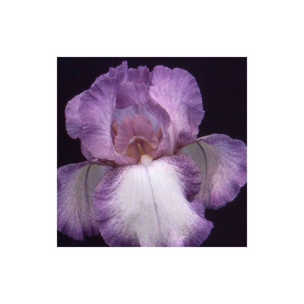 Iris des jardins casino queen godet - 5/20 cm