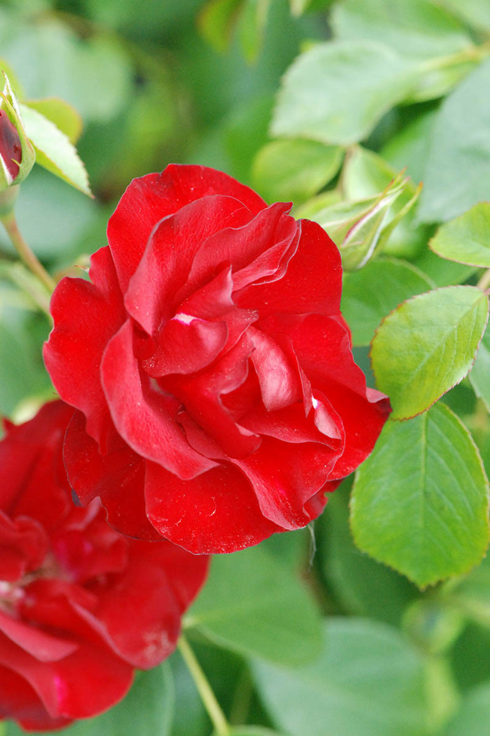 Rosier kordès ? 'black forest rose ?' 4l Truffaut