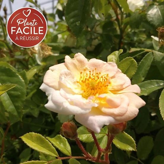 Rosier ancien 'ghislaine de féligonde' - rosa 3l - 60/90cm