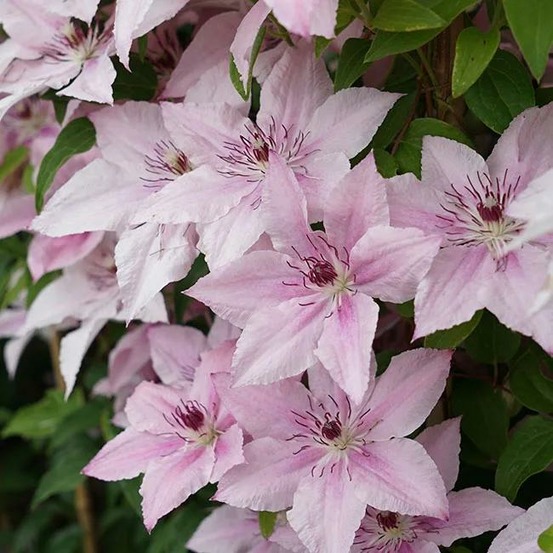 Clématite 'pink fantasy' - clematis 3l - 60/90cm