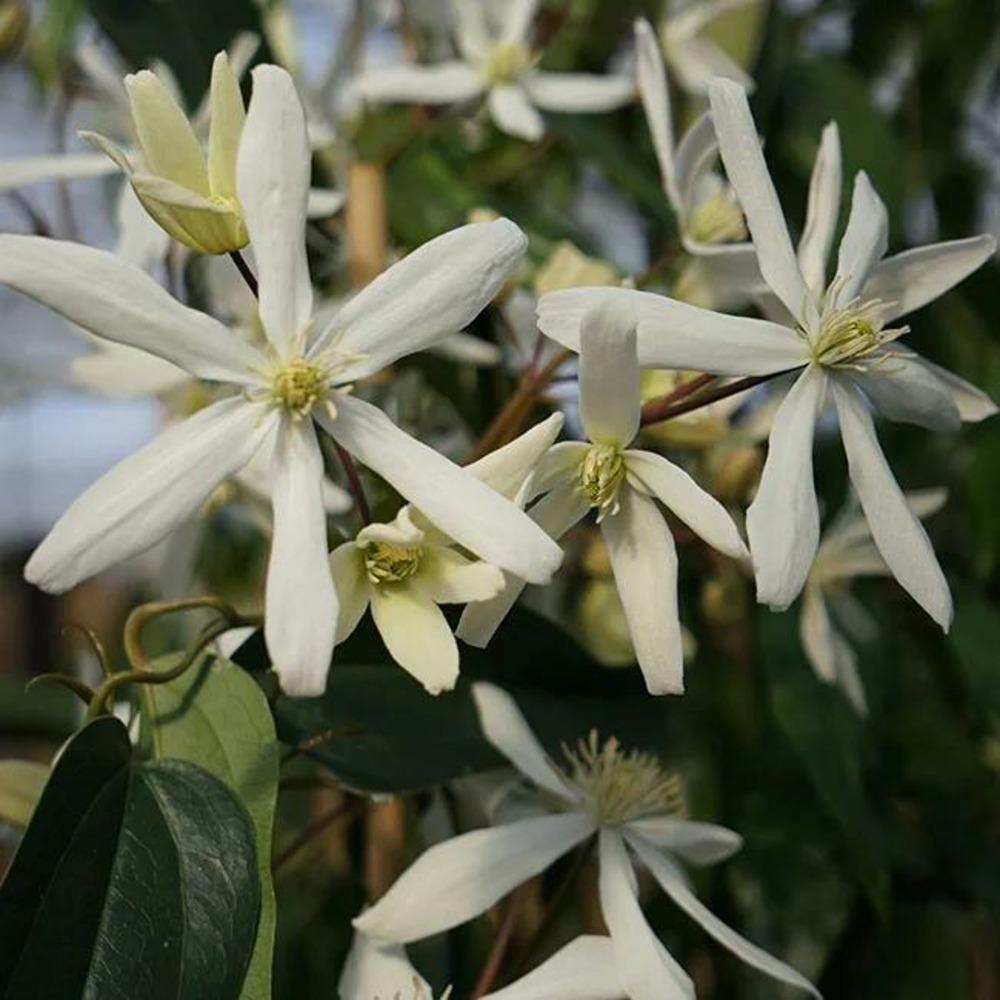 Clématite armandii 'snowdrift' - clematis 3l - 60/90cm
