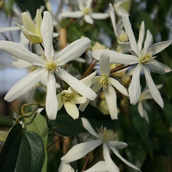 Clématite armandii 'snowdrift' - clematis 3l - 60/90cm