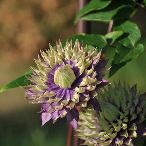 Clématite 'taïga®' - clematis 3l - 60/90cm