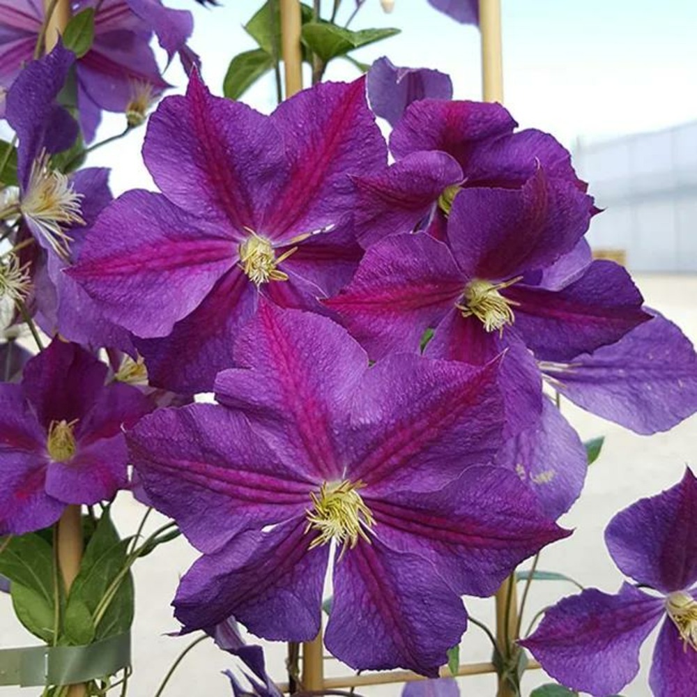Clématite 'star of india' - clematis jackmanii 3l - 60/90cm
