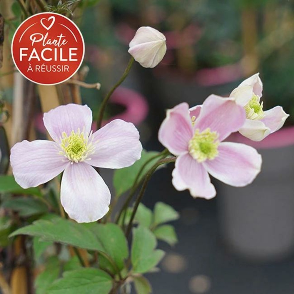 Clématite 'fragrant spring' - clematis montana 3l - 60/90cm