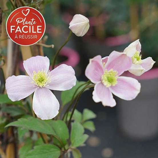 Clématite 'fragrant spring' - clematis montana 3l - 60/90cm