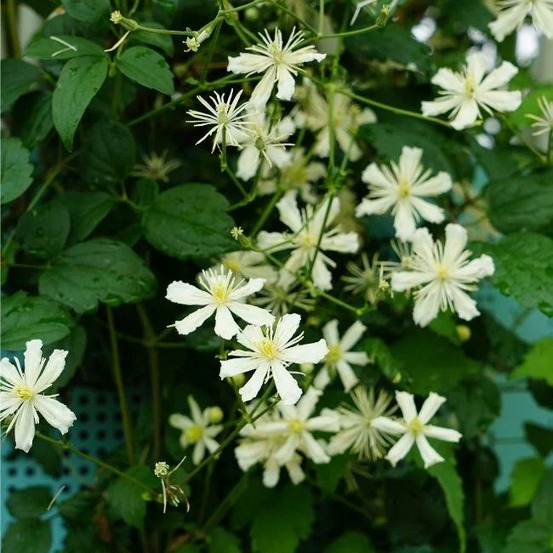 Clématite vitalba - clématite des haies 3l - 60/90cm