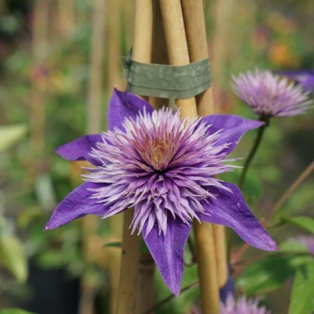 Clématite 'multi blue' - clematis 1,5l - 40/60cm