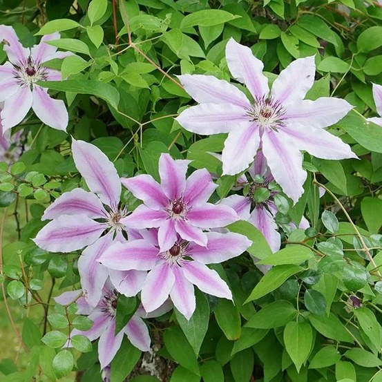 Clématite 'nelly moser' - clematis 1,5l - 40/60cm