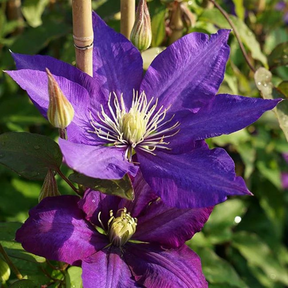 Clématite 'daniel deronda' - clematis 3l - 60/90cm