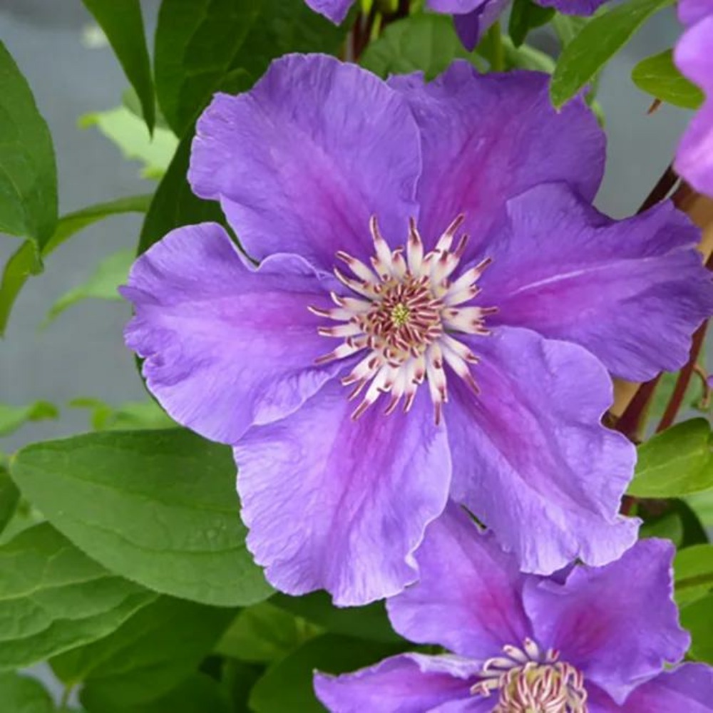 Clématite 'ashva' - clematis 3l - 60/90cm