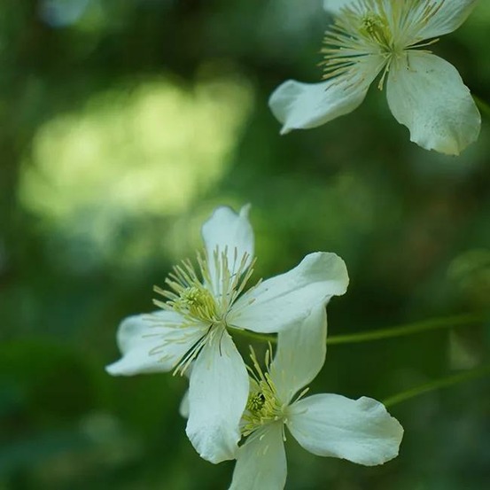 Clématite 'wilsonii' - clematis montana 3l - 60/90cm
