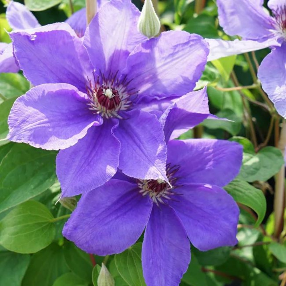 Clématite 'lord nevill' à grandes fleurs bleu-violet 3l