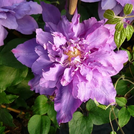Clématite 'vyvyan pennell' - clematis 3l - 60/90cm