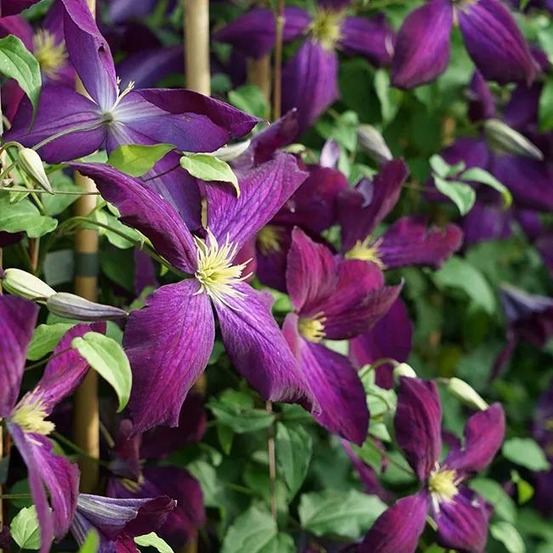 Clématite purpurea® 'zojapur' - clematis jackmanii 3l - 60/90cm