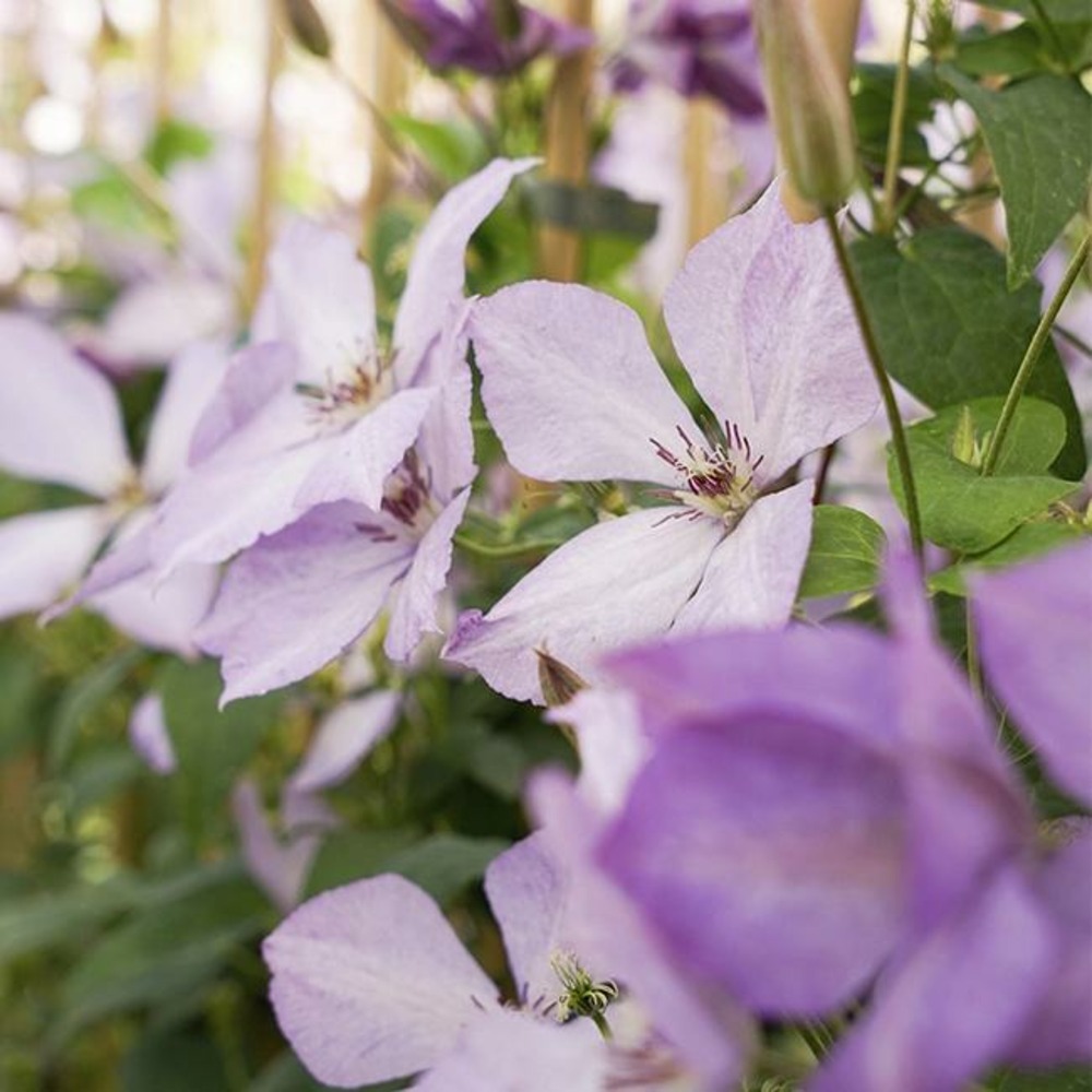 Clématite 'margaret hunt' - clematis 3l - 60/90cm