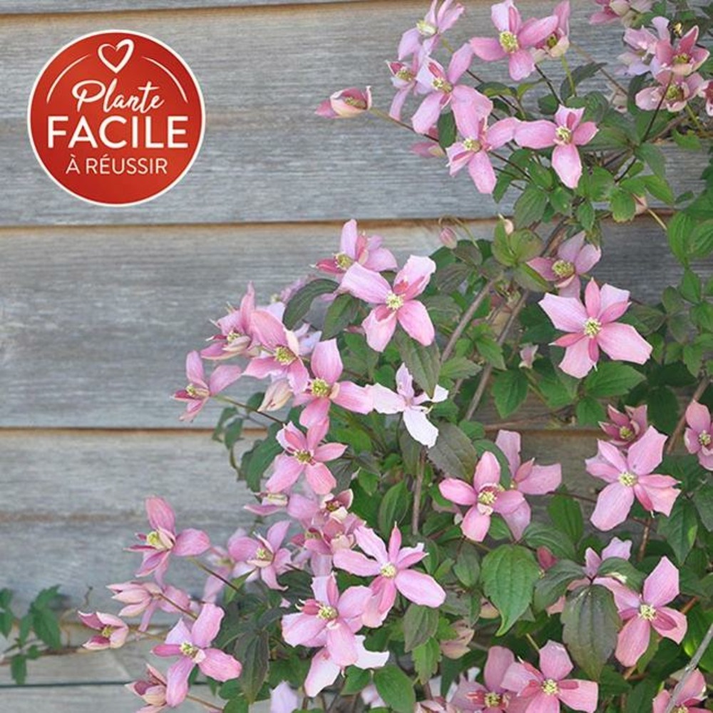 Clématite 'broughton star' - clematis montana 3l - 60/90cm