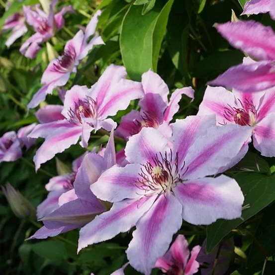 Clématite 'giréna's - clematis 3l - 60/90cm