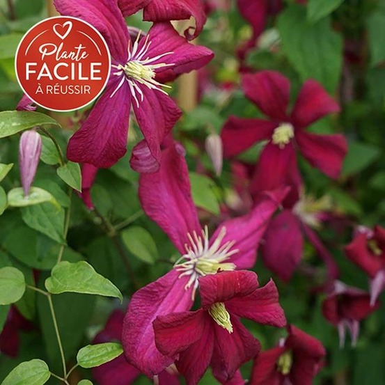 Clématite 'mme julia correvon' - clematis viticella 3l - 60/90cm