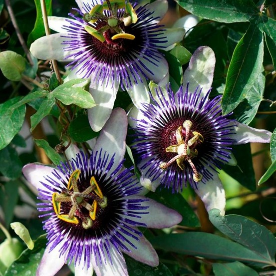 Passiflore riverside® damsel's delight' - passiflora 3l - 60/90cm