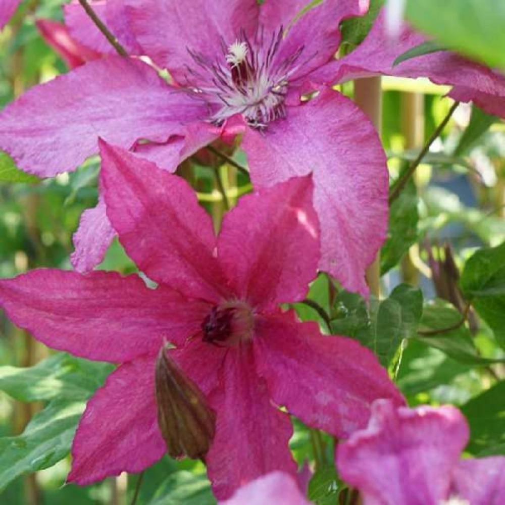 Clématite 'barbara' - clematis 3l - 60/90cm