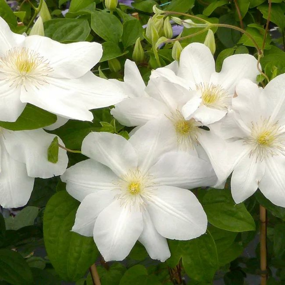 Clématite 'madame lecoultre' - clematis 1,5l - 40/60cm