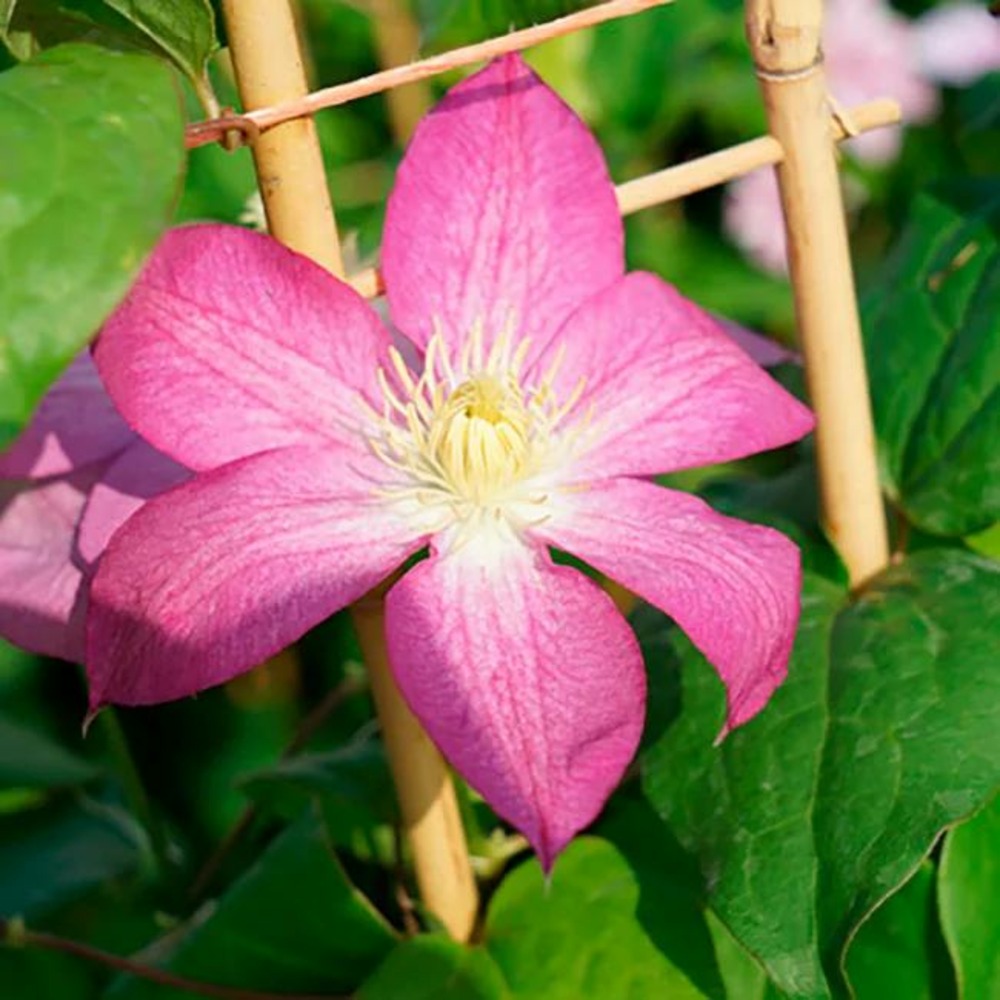 Clématite 'asao' - clematis 3l - 60/90cm