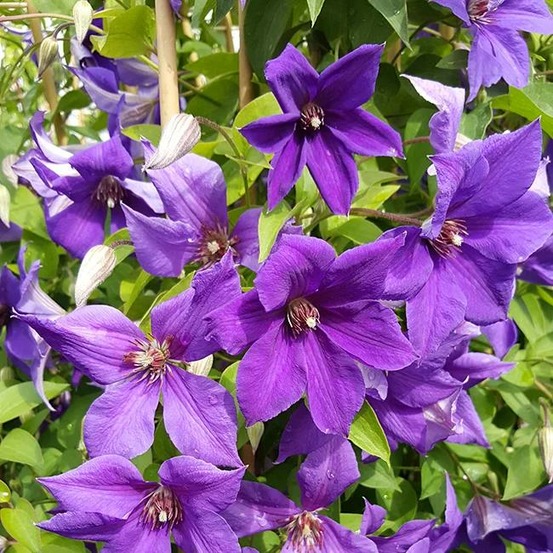 Clématite 'semu' - clematis 3l - 60/90cm
