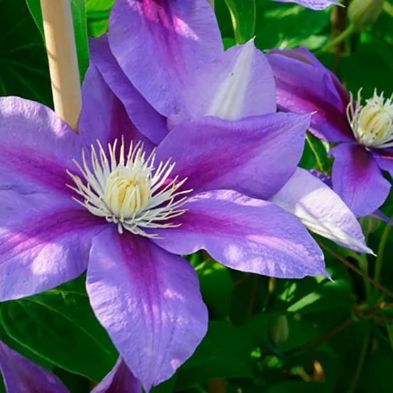Clematite jackmanii 'barbara jackman' - clematis 3l - 60/90cm